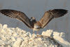 Larus armenicus